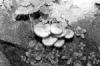 armillaria-ostoyae