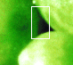 fragmento de foto de unos guisantes